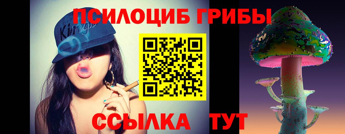 Галлюциногенные грибы Psilocybe Югорск